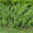 Можжевельник казацкий, Juniperus sabina, форма, образующая "плоскую" куртину - Juniperus sabina_low_2vqss28.jpg